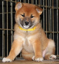 picture of dog