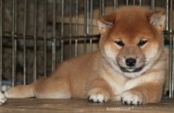picture of dog