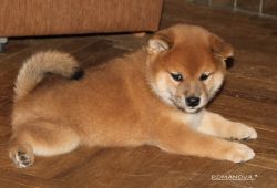 picture of dog