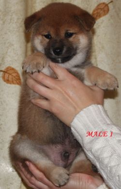 picture of dog