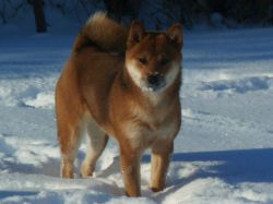 picture of dog