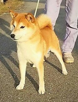 picture of dog