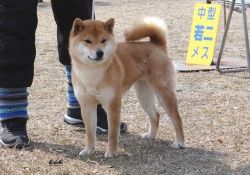 picture of dog