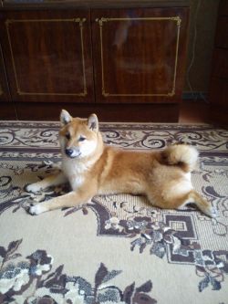 picture of dog