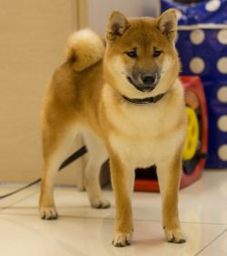 picture of dog