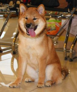picture of dog