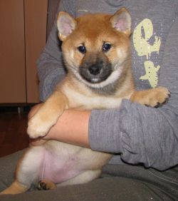 picture of dog