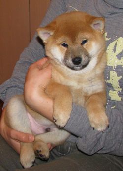 picture of dog