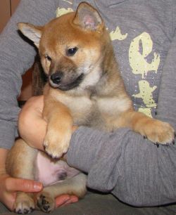 picture of dog