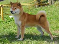 picture of dog