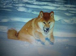 picture of dog