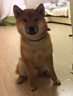 picture of dog