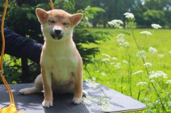 picture of dog