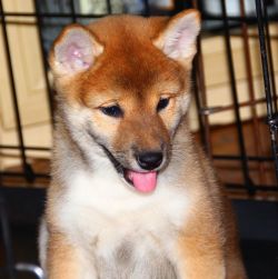 picture of dog