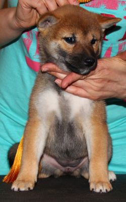 picture of dog