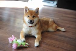 picture of dog