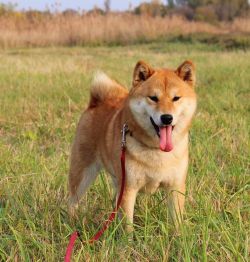picture of dog