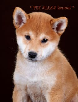 picture of dog