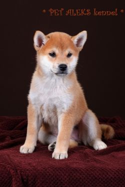 picture of dog