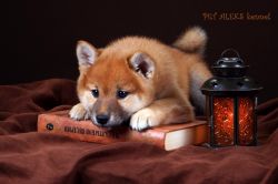 picture of dog