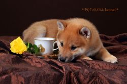 picture of dog