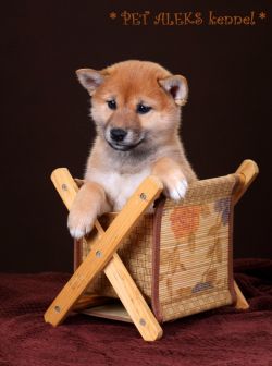 picture of dog