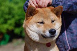 picture of dog