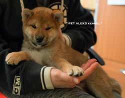 picture of dog