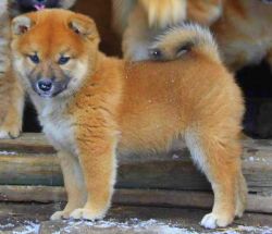 picture of dog