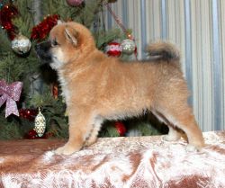 picture of dog
