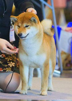 picture of dog