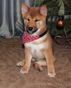 picture of dog