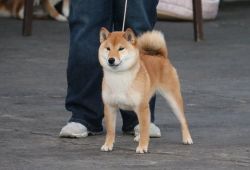 picture of dog