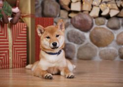 picture of dog