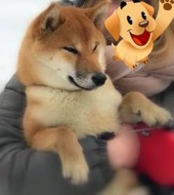 picture of dog