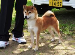 picture of dog