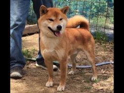 picture of dog