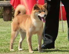 picture of dog