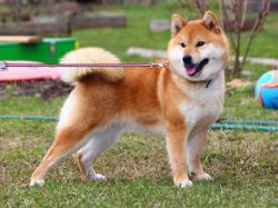 picture of dog