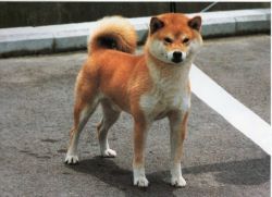 picture of dog