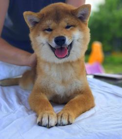 picture of dog