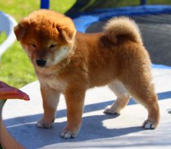 picture of dog