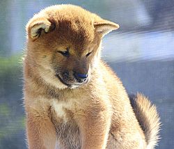 picture of dog