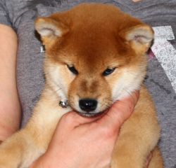 picture of dog