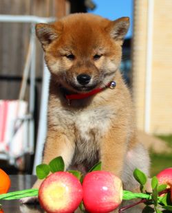 picture of dog