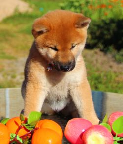 picture of dog