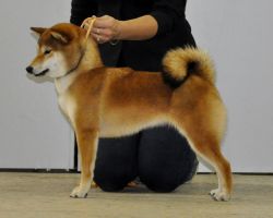 picture of dog