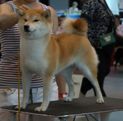 picture of dog