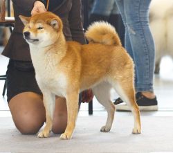 picture of dog