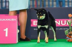 picture of dog